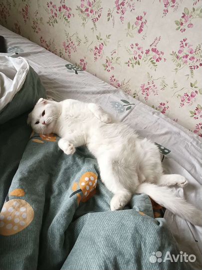 Котята в добрые руки бесплатно