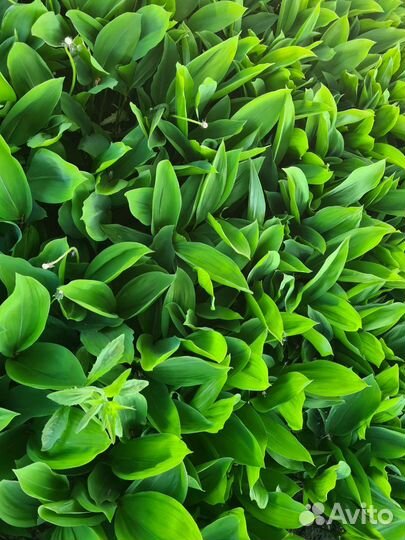 Ландыши цветы с корнем