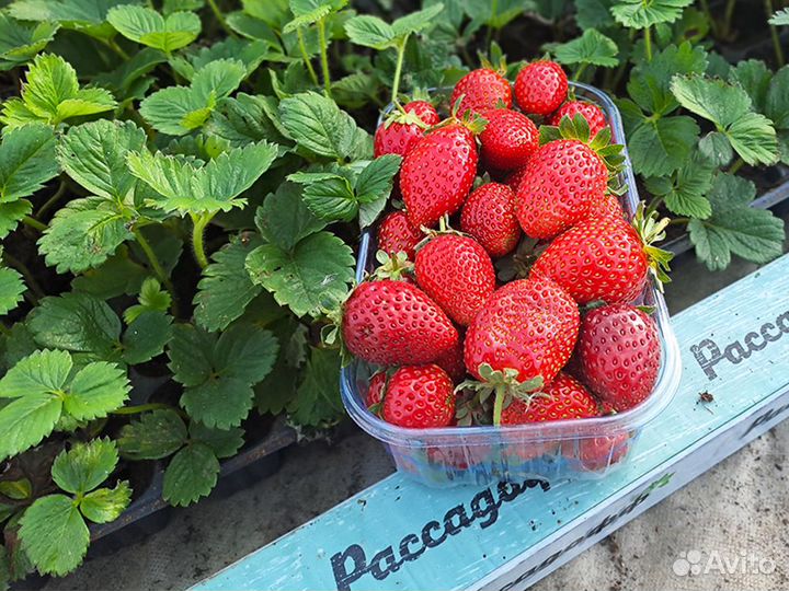 Рассада клубники. Фриго