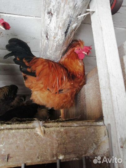 Петухи породистые