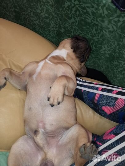 Французик на вязку