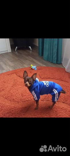 Вязка,русский той терьер 1год