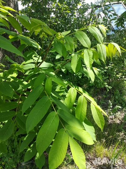 Саженцы маньчжурского ореха