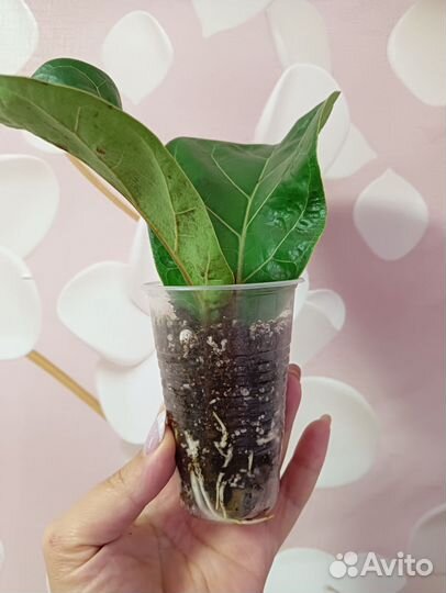 Фикус лирата бамбино