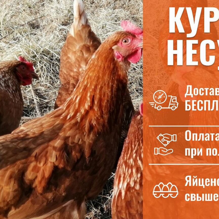 Куры несушки с доставкой