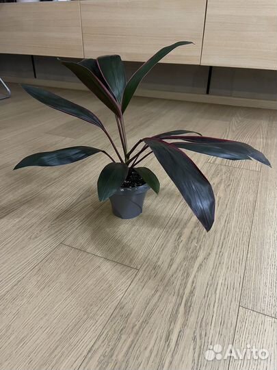 Кордилина красная