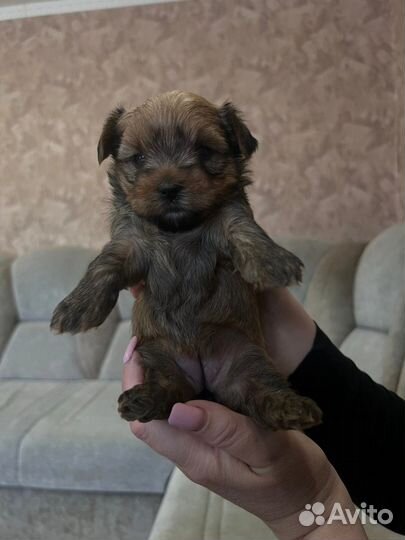 Йоркширский терьер щенки девочки