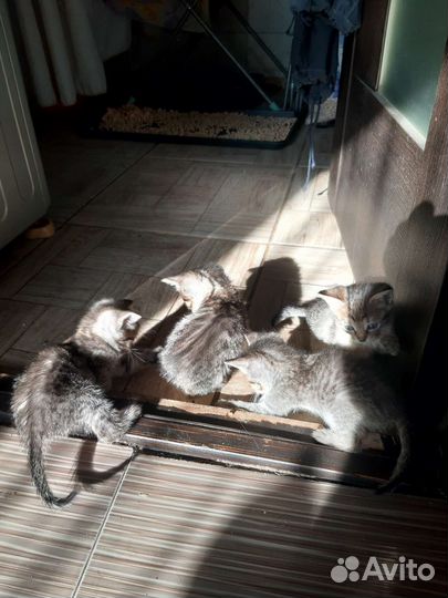 Деревенские котята в дар