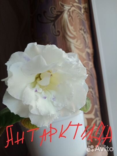 Глоксиния махровая