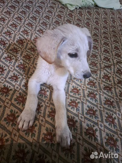 Собака в добрые руки отдам бесплатно