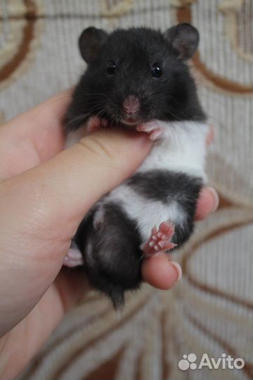 Сирийский хомяк