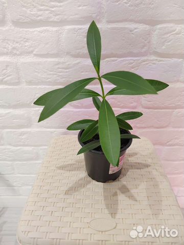 Нефролепис, эпипремнум Эн Джой