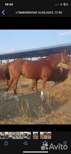 Донская лошадь