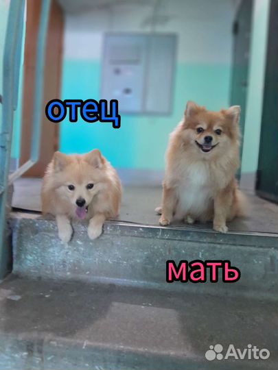 Щенки шпиц