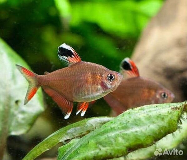Аквариумные рыбки орнатусы
