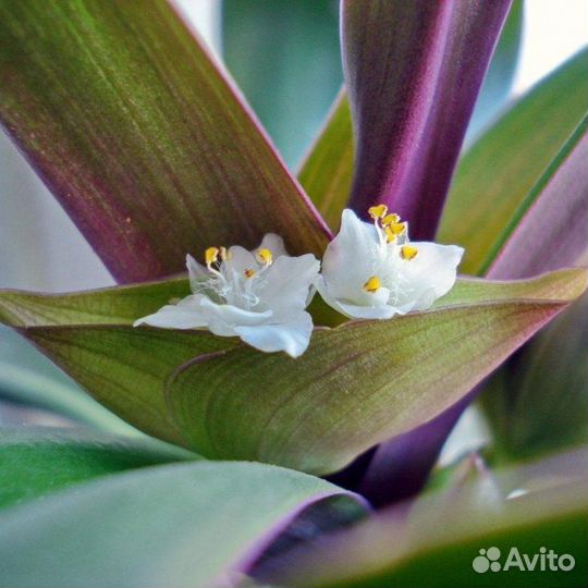 Рэо ладья моисея