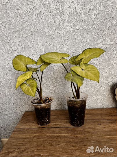 Сингониум батерфляй