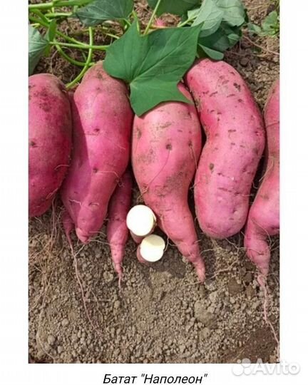 Батат сорт Наполеон