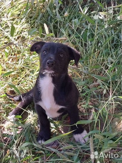 Щенки девочки