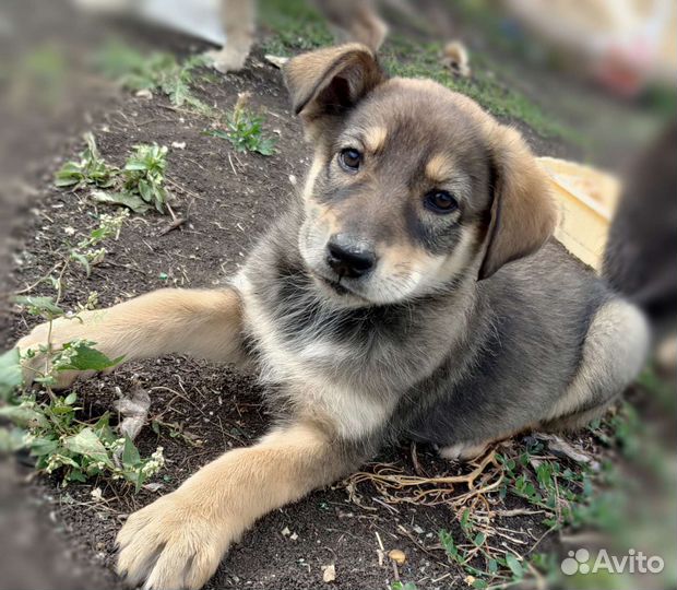 Собака в добрые руки щенок