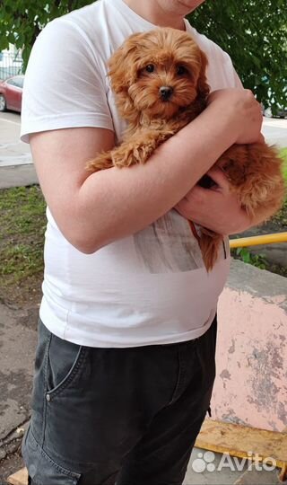 Подрощенная f1 red brown mini