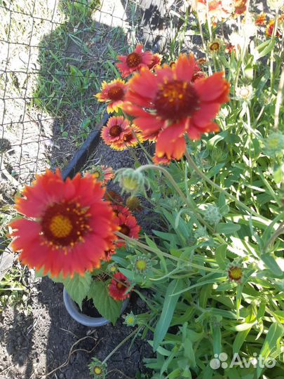 Гайлардии и другие многолетки