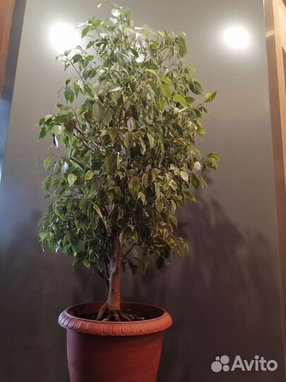 Фикус бенджамина большой