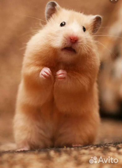 Сирийский (Ангорский) хомяк опт