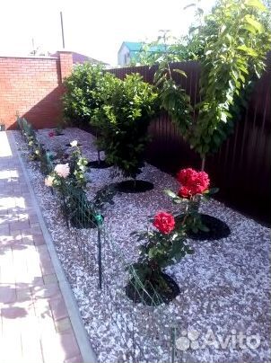 Газонная трава. Ландшафтный дизайн