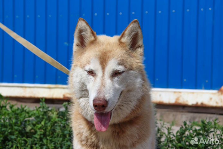 Мини-хаски в дар