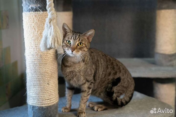 Ласковый кот