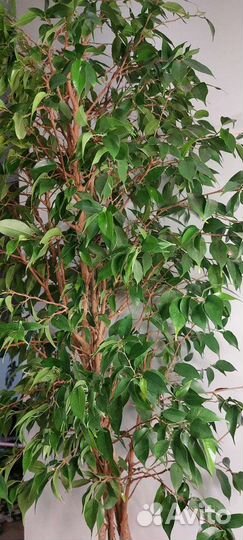 Фикус бенджамина большой, плетеный