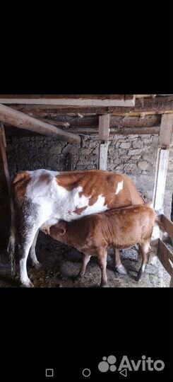 Корова дойная с теленком