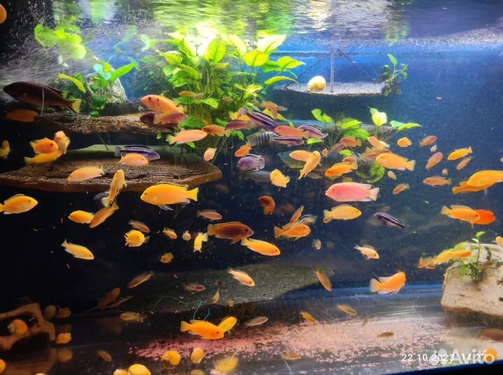 Рыба Цихлида (зебра, еллоу, яло риф, флавус)