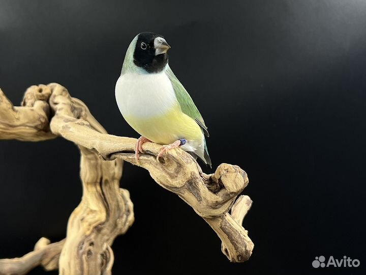 Амадина гульда