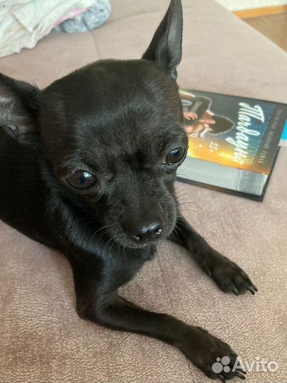 Чихуахуа мини, мальчик, вязка