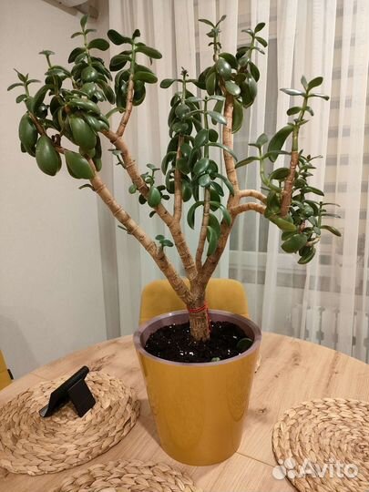 Крассула толстянка