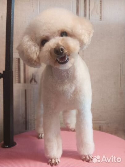 Стрижка собак и кошек.Грумер