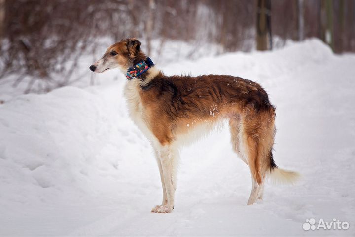 Русская борзая
