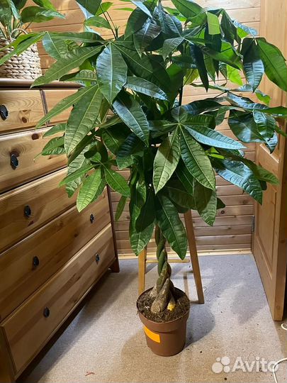 Пахира акватика D-24 H 150