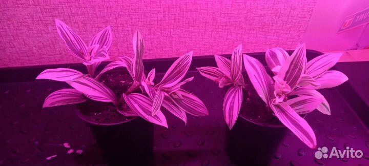 Традесканция