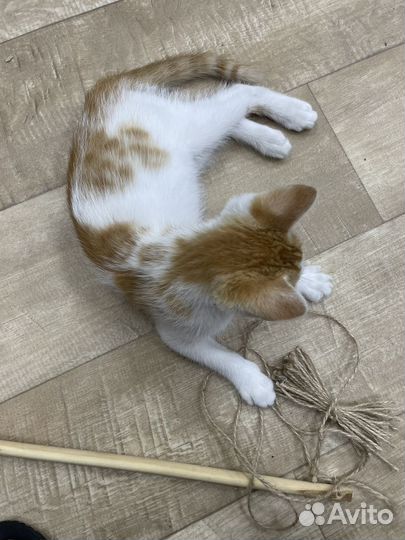 Котики бесплатно