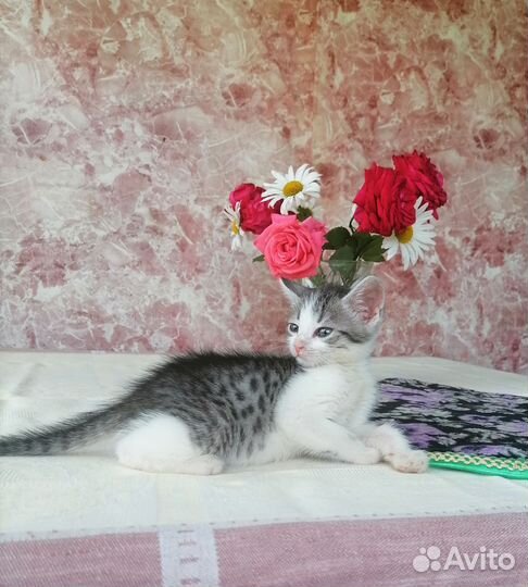 Котята в дар