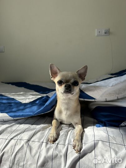 Вязка кобель чихуахуа