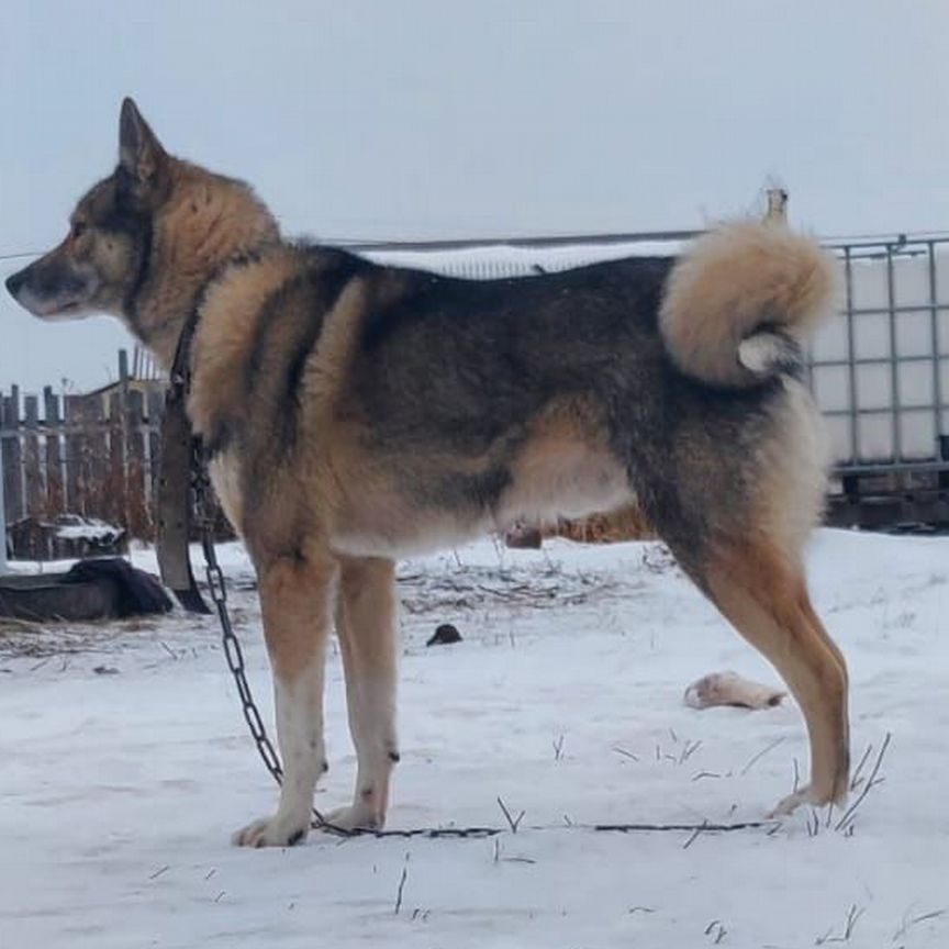 Западно сибирская лайка кабель вязка