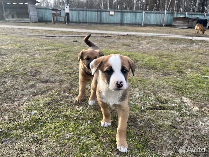 Щенки в добрые руки