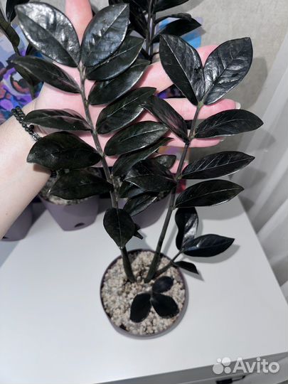 Замиокулькас чёрный равен