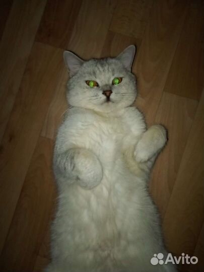 Британские котята