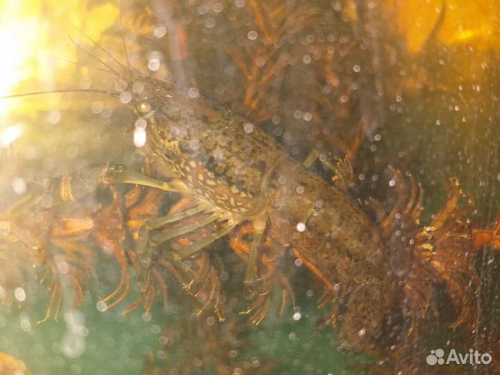 Раки аквариумные