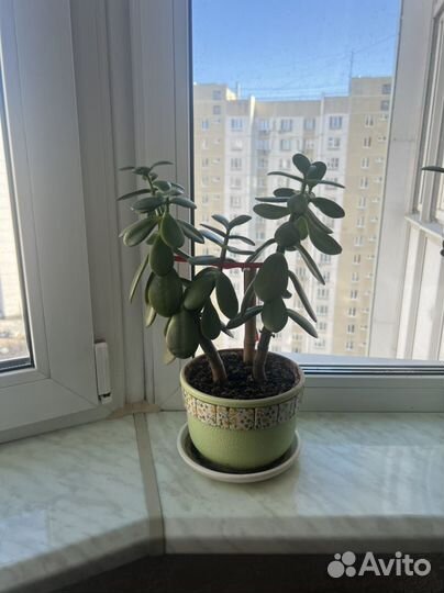 Толлстянка